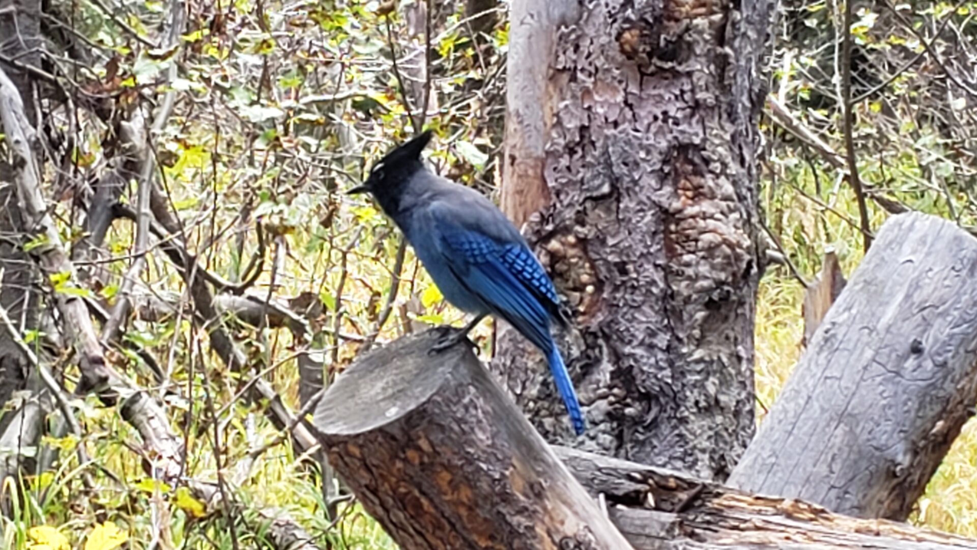 Riverside Retreat Cabin Wildlife Bird