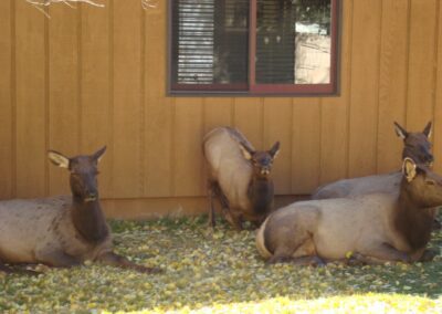 Riverside Retreat Cabin Wildlife Elk 2
